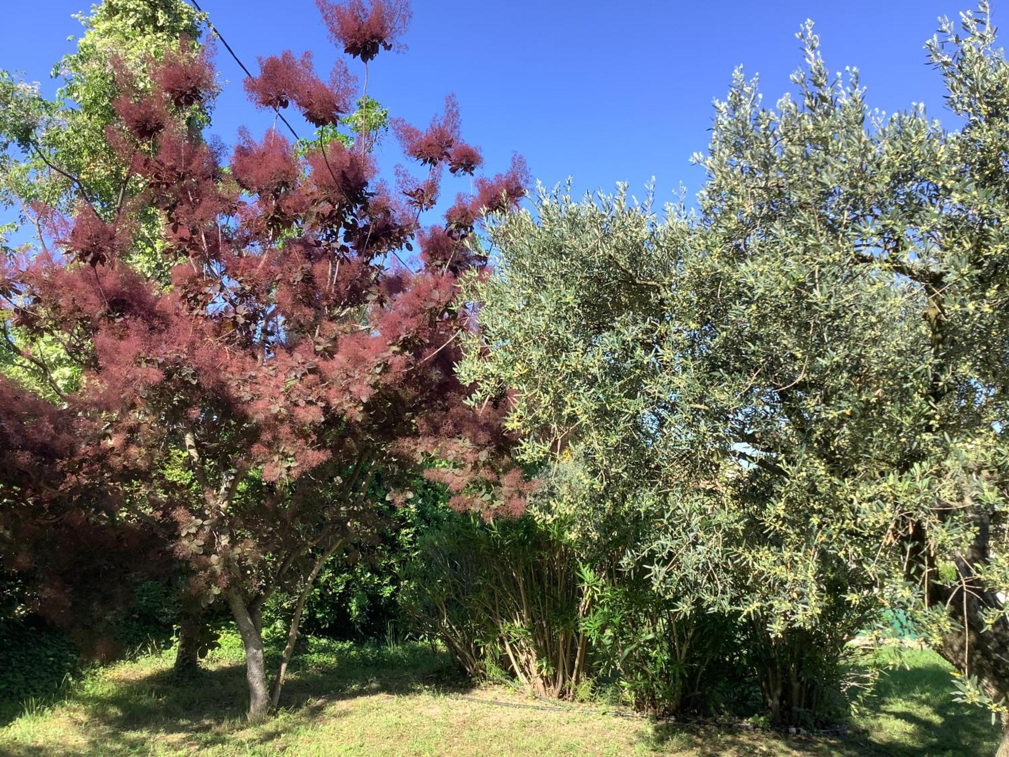 Le Mas Des Oliviers Martigues Bagian luar foto